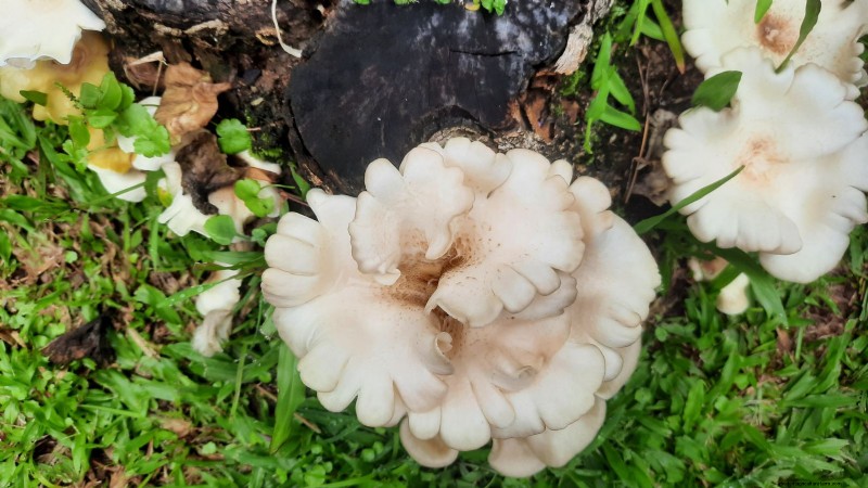 Grow Mushrooms at Home: 3 Easy & Affordable Methods