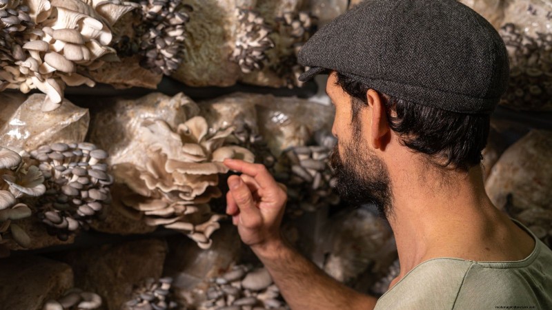 Grow Mushrooms at Home: 3 Easy & Affordable Methods