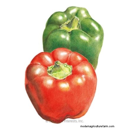 Top Crops for High Yields in Small Gardens