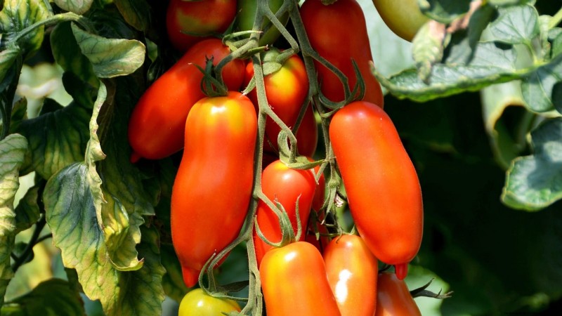 Top Crops for High Yields in Small Gardens