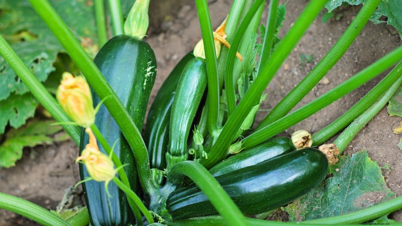 Top Crops for High Yields in Small Gardens