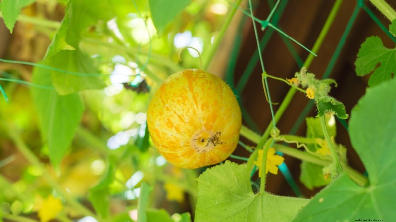 Top Crops for High Yields in Small Gardens