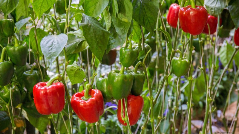 Top Crops for High Yields in Small Gardens