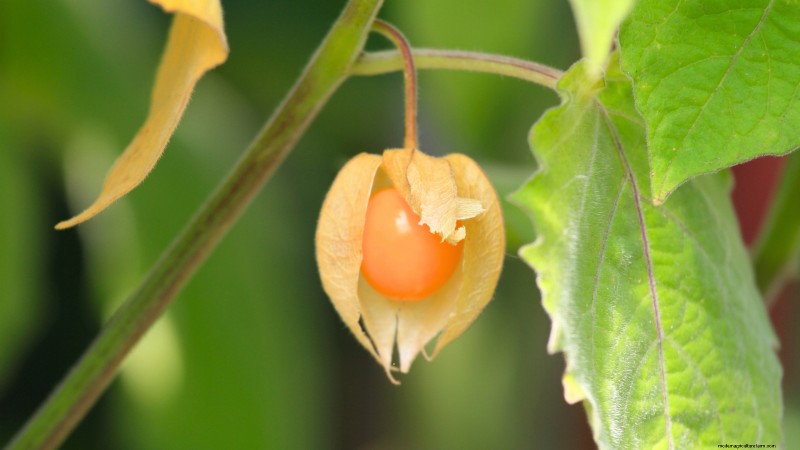 Top Crops for High Yields in Small Gardens