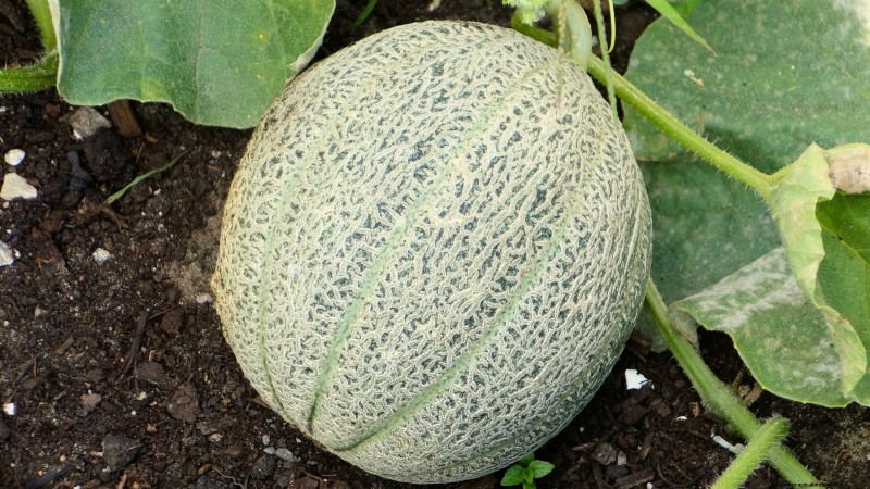Top Crops for High Yields in Small Gardens