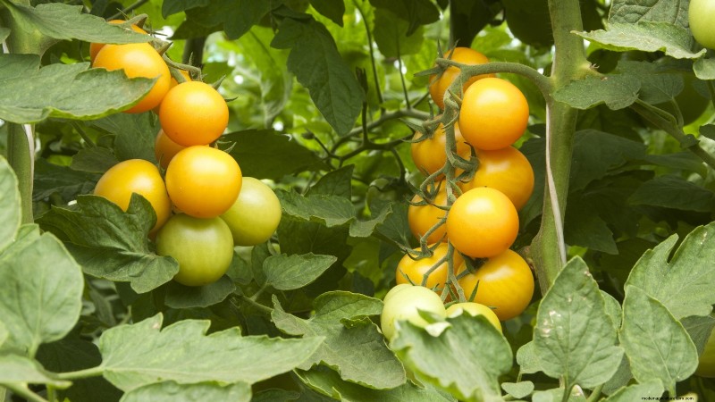 Top Crops for High Yields in Small Gardens