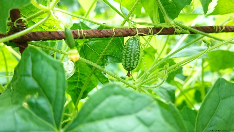 Top Crops for High Yields in Small Gardens