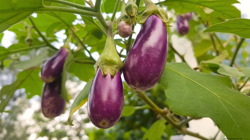 Top Crops for High Yields in Small Gardens