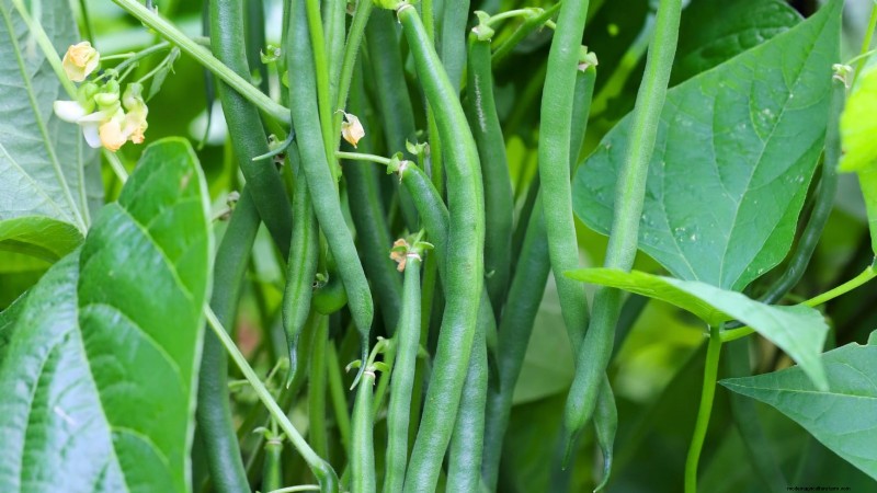 Top Crops for High Yields in Small Gardens