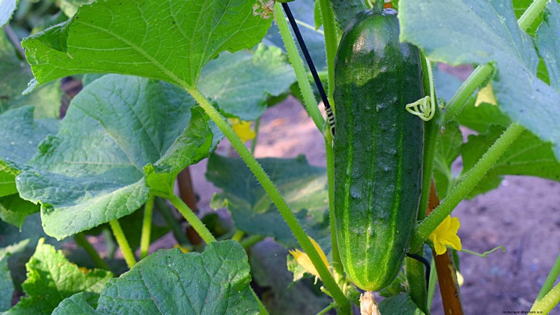 Top Crops for High Yields in Small Gardens