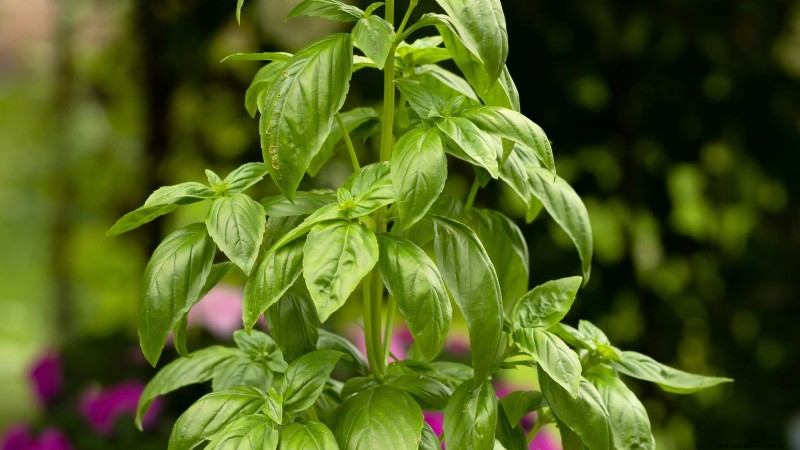 Top Crops for High Yields in Small Gardens