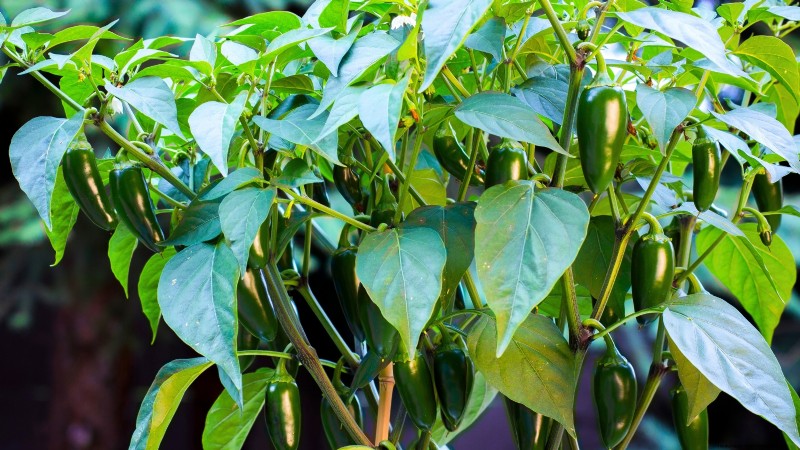 Top Crops for High Yields in Small Gardens