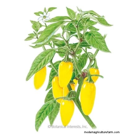 Top 19 Edible Plants for Container Gardening | [Year]