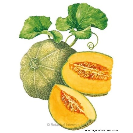 Top 19 Edible Plants for Container Gardening | [Year]