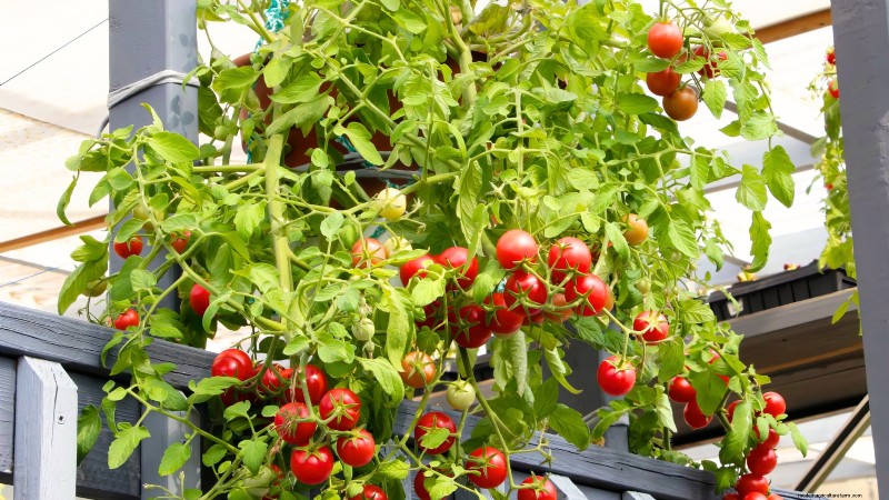 Top 19 Edible Plants for Container Gardening | [Year]