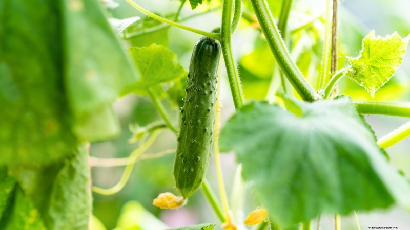 Top 19 Edible Plants for Container Gardening | [Year]