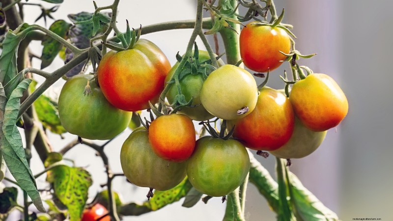 Top 19 Edible Plants for Container Gardening | [Year]