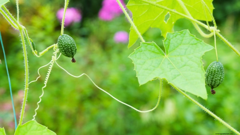 Top 19 Edible Plants for Container Gardening | [Year]