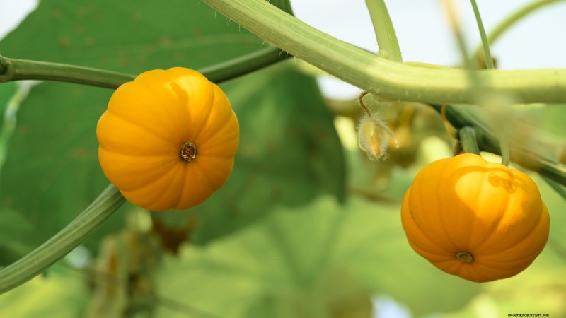 Top 19 Edible Plants for Container Gardening | [Year]