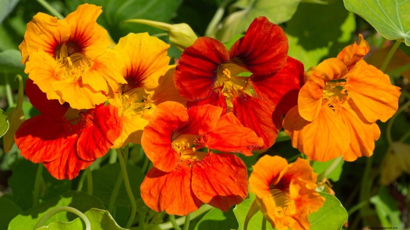 Top 19 Edible Plants for Container Gardening | [Year]