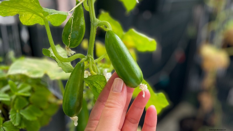 Top 19 Edible Plants for Container Gardening | [Year]