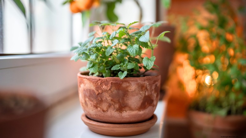 Top 19 Edible Plants for Container Gardening | [Year]