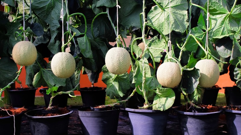 Top 19 Edible Plants for Container Gardening | [Year]
