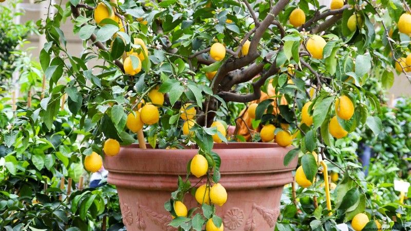 Top 19 Edible Plants for Container Gardening | [Year]