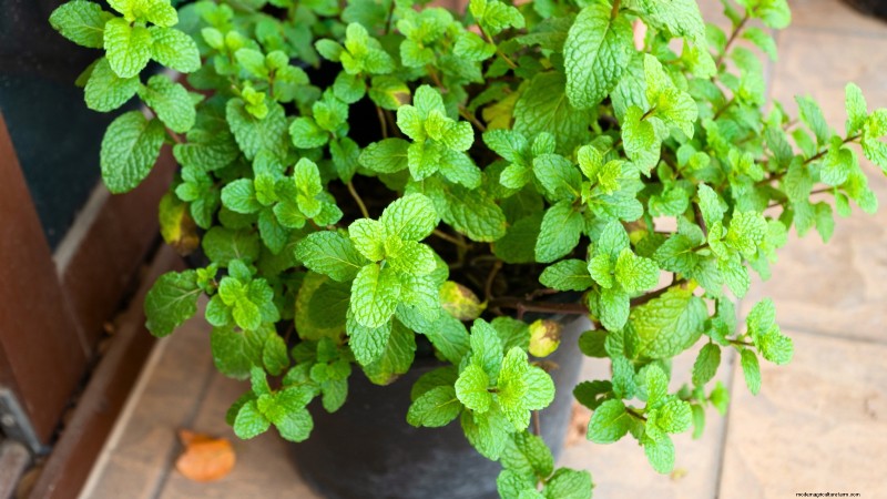 Top 19 Edible Plants for Container Gardening | [Year]