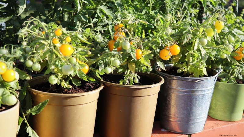 Top 19 Edible Plants for Container Gardening | [Year]