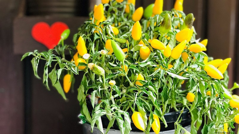 Top 19 Edible Plants for Container Gardening | [Year]