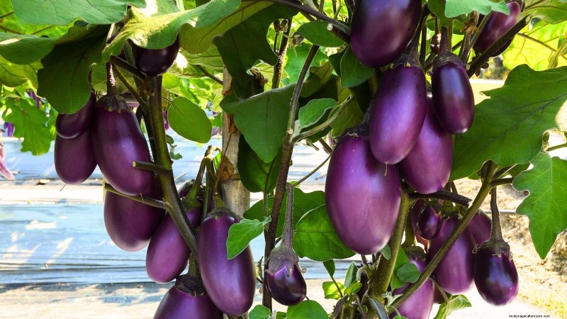 Top 19 Edible Plants for Container Gardening | [Year]