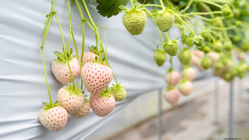 Top 19 Edible Plants for Container Gardening | [Year]