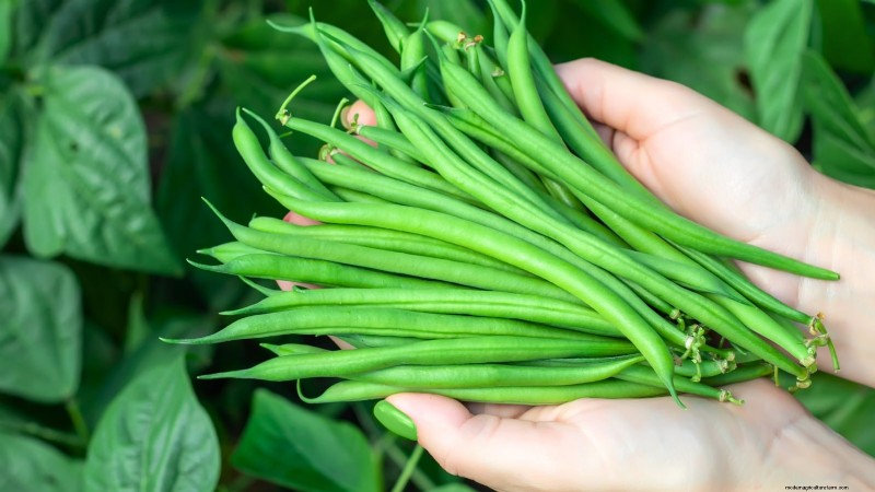 Top 19 Edible Plants for Container Gardening | [Year]