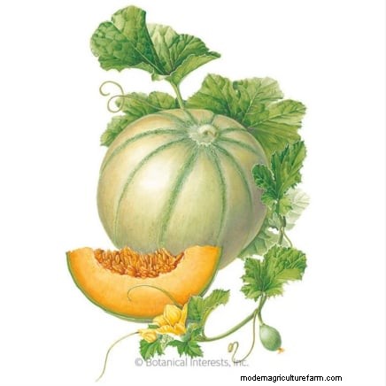 Grow Delicious Melons: 9 Varieties for Your Home Garden