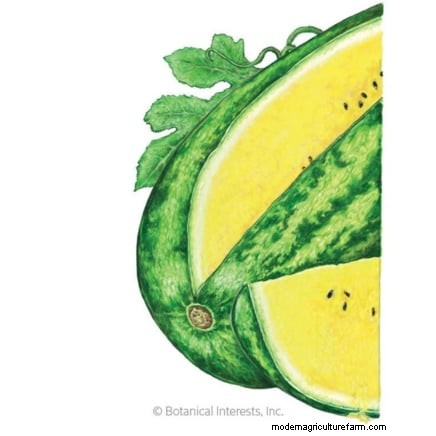 Grow Delicious Melons: 9 Varieties for Your Home Garden