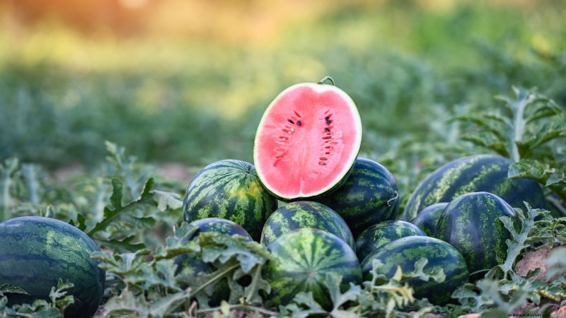 Grow Delicious Melons: 9 Varieties for Your Home Garden