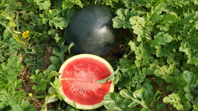 Grow Delicious Melons: 9 Varieties for Your Home Garden