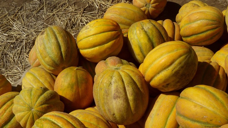 Grow Delicious Melons: 9 Varieties for Your Home Garden