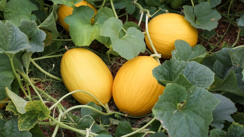 Grow Delicious Melons: 9 Varieties for Your Home Garden
