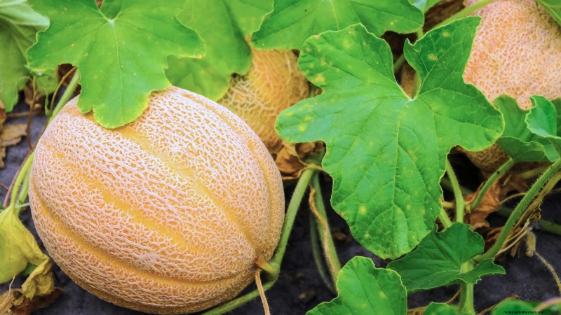 Grow Delicious Melons: 9 Varieties for Your Home Garden