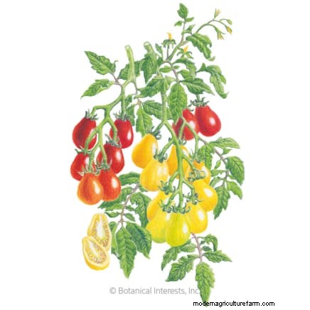 Top 11 Most Productive Vegetables for Small Gardens