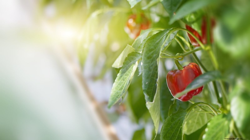 Top 11 Most Productive Vegetables for Small Gardens