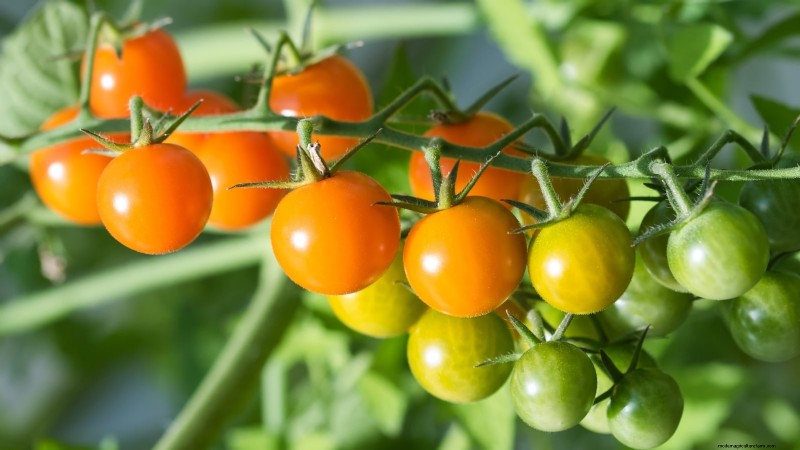 Top 11 Most Productive Vegetables for Small Gardens