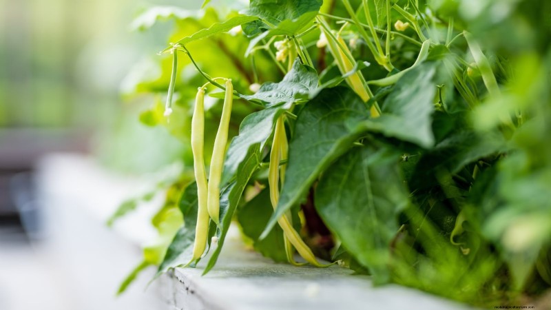 Top 11 Most Productive Vegetables for Small Gardens