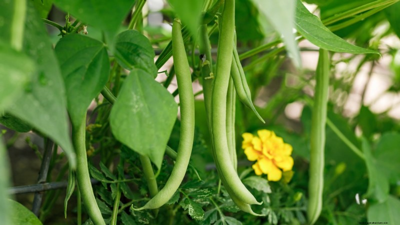Top 11 Most Productive Vegetables for Small Gardens
