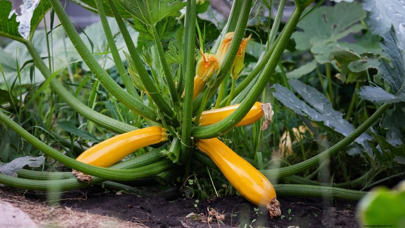 Top 11 Most Productive Vegetables for Small Gardens