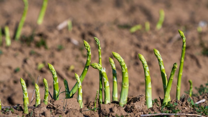 Top 11 Most Productive Vegetables for Small Gardens