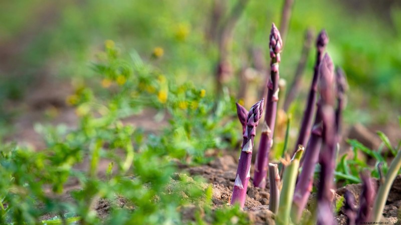 Top 11 Most Productive Vegetables for Small Gardens