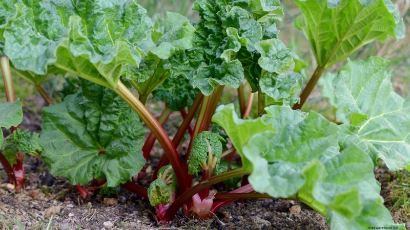 Top 11 Most Productive Vegetables for Small Gardens